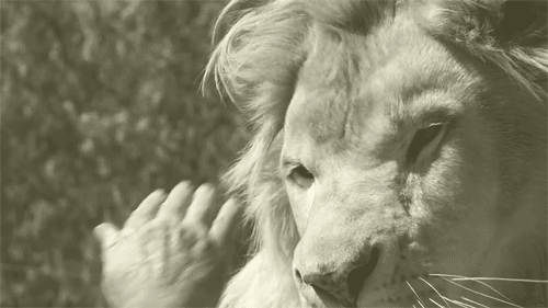 맹수들의 카리스마 넘치는 모습들 | 인스티즈