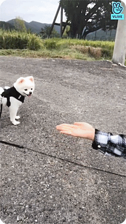 견주의 위엄을 보여주는 오마이걸 아린.gif | 인스티즈