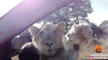 집사야 나랑 놀자옹 | 인스티즈