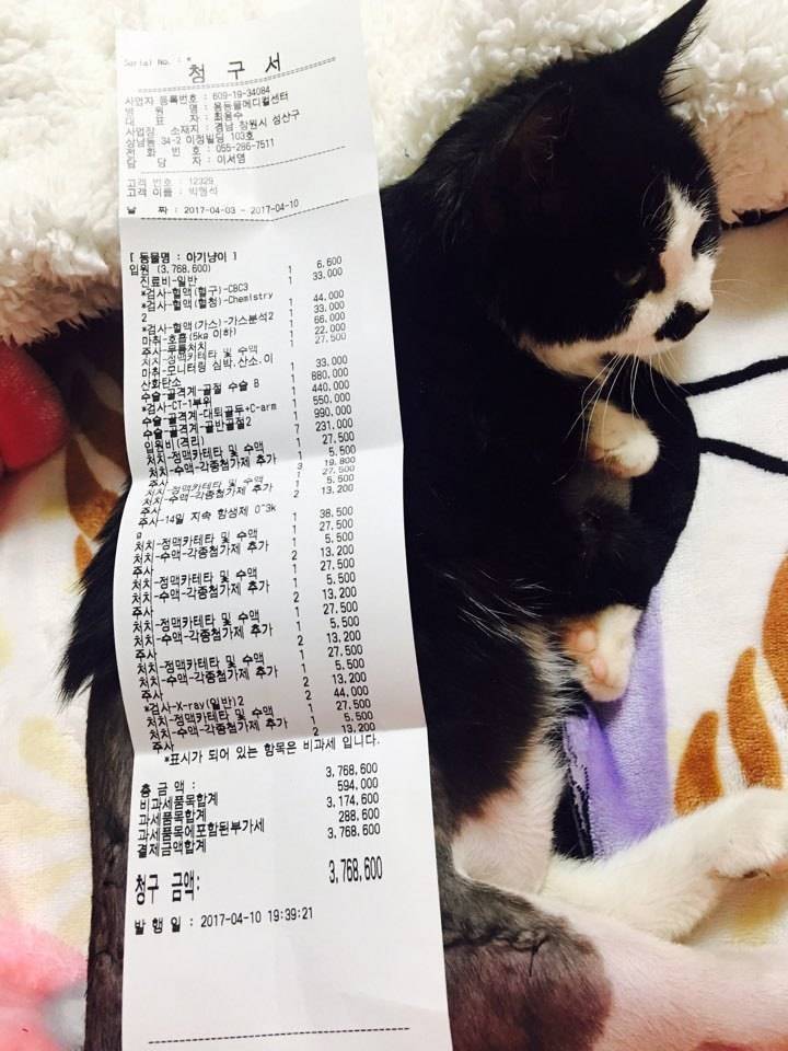 흔한 고양이 치료비.jpg | 인스티즈
