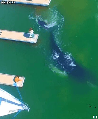 지구상에서 가장 큰 포유류 gif | 인스티즈