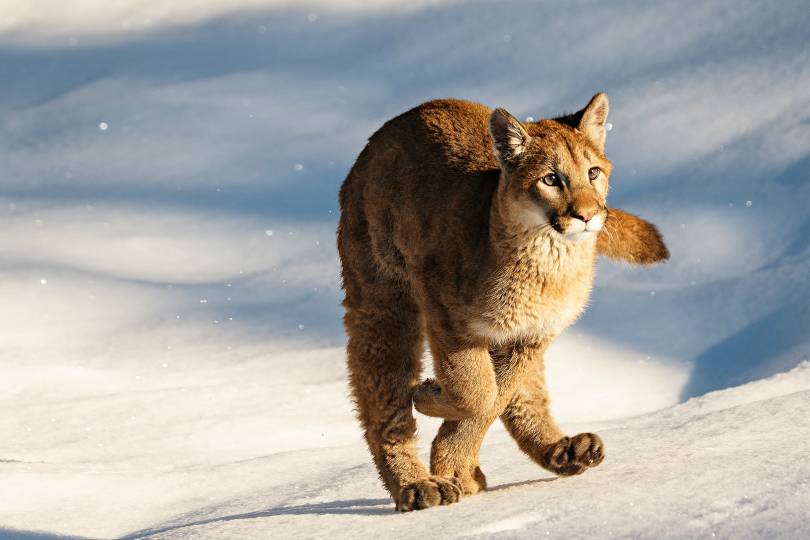 맹수들의 카리스마 넘치는 모습들 | 인스티즈