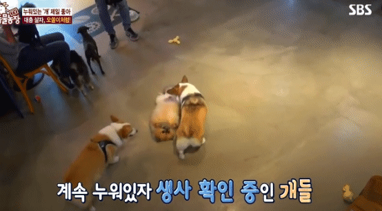 [동물농장] 누워있길 좋아하는 강아지 오쏠이 | 인스티즈