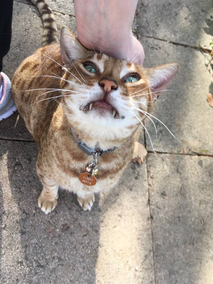 산책해서 기분 좋은 고양이 | 인스티즈