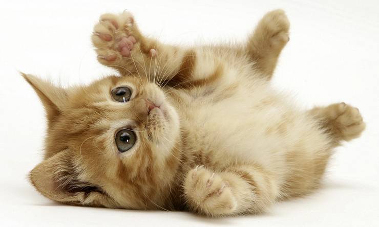 뽀작 거리는 고양이..有 | 인스티즈