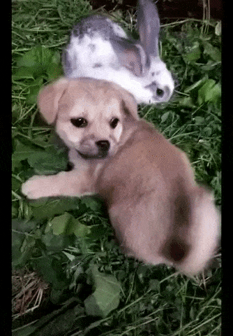 토끼가 되어 버린 강아지 | 인스티즈