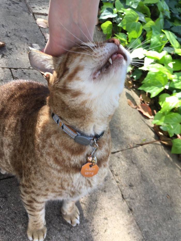 산책해서 기분 좋은 고양이 | 인스티즈