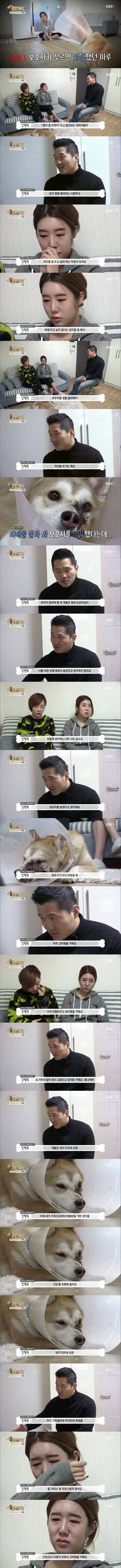 아픈 개가 주인을 피하는 이유 | 인스티즈