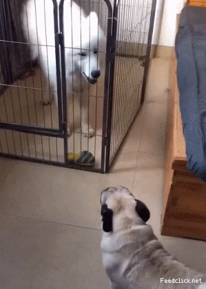 전형적인 파이터.gif | 인스티즈