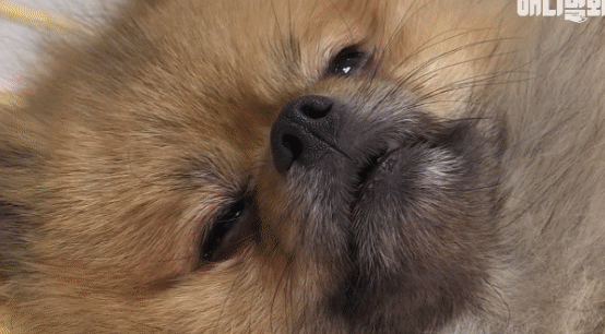 [동물농장] 누워있길 좋아하는 강아지 오쏠이 | 인스티즈