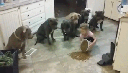 핏불테리어 조련하는 여자 | 인스티즈