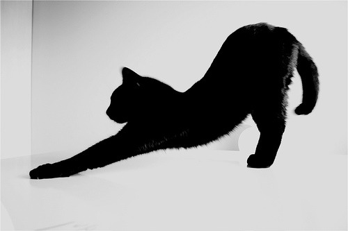 보고 따라하라냥 | 인스티즈