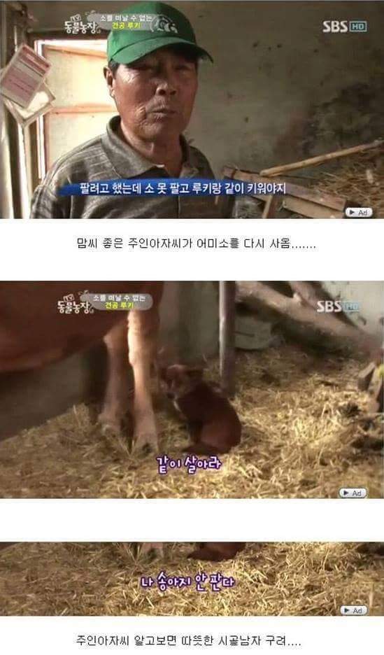 어미 소를 사랑하는 강아지 | 인스티즈