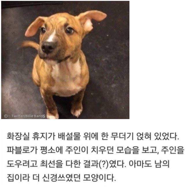 노력하는 댕댕이 | 인스티즈