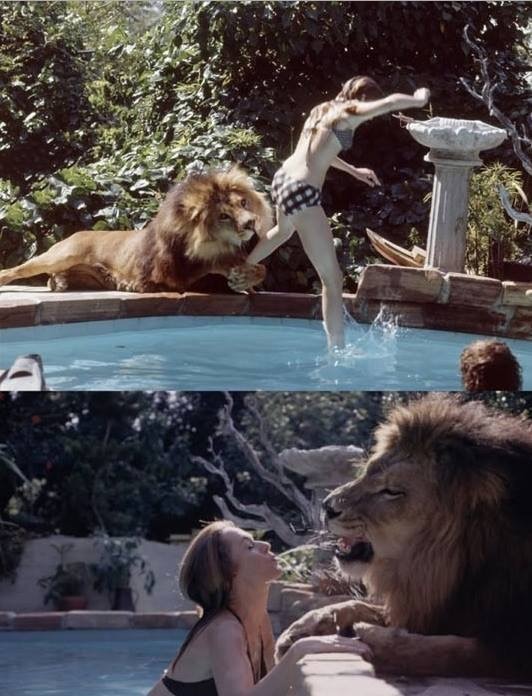 사자 키우는 집 | 인스티즈