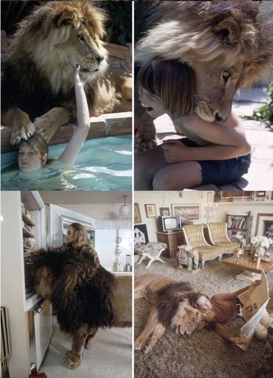 사자 키우는 집 | 인스티즈