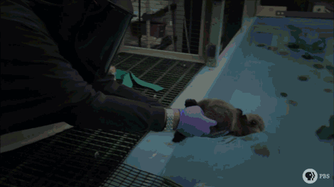 배영하는 법을 배우는 아기 해달.gif (심쿵주의) | 인스티즈