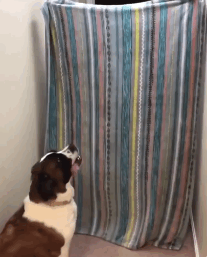 강아지 놀래키려다가 대참사 | 인스티즈