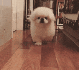 장난감을 대하는 강아지의 자세.gif | 인스티즈