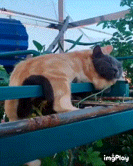 낮잠 자는 사랑스러운 냥이들.gif | 인스티즈