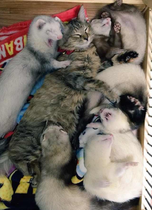 구조 되어 페릿 5마리가 있는 가정에 입양된 새끼고양이 | 인스티즈