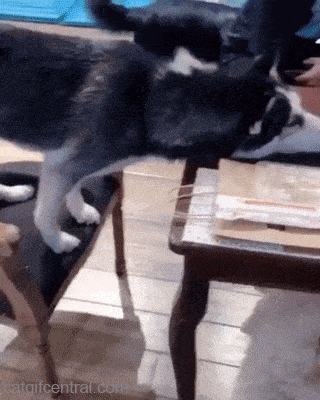 부담스러운 댕댕이.gif | 인스티즈