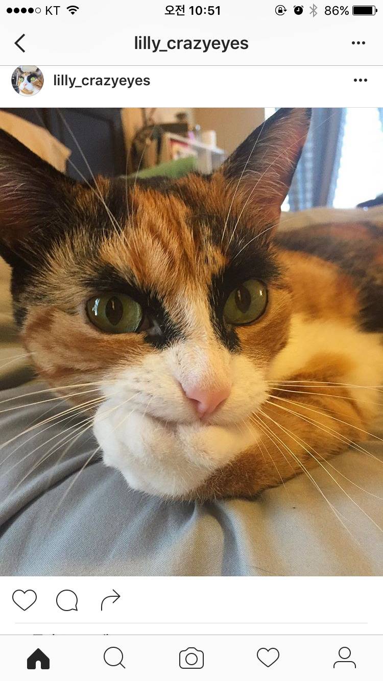 특이하게 생긴 고양이 | 인스티즈