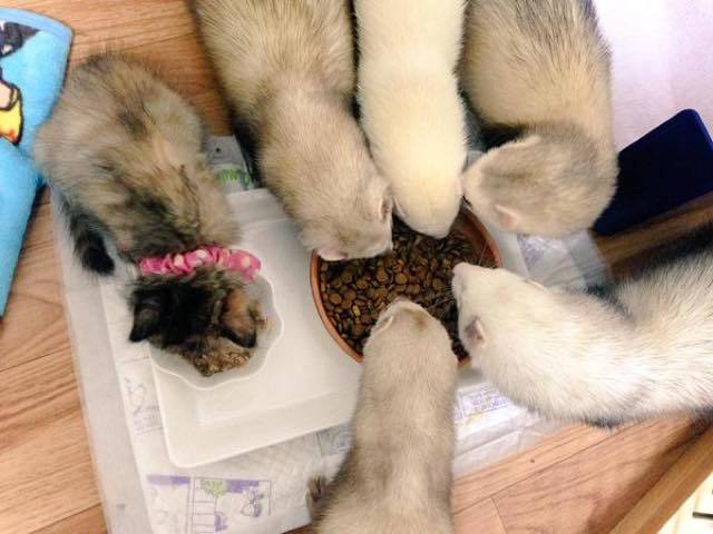 구조 되어 페릿 5마리가 있는 가정에 입양된 새끼고양이 | 인스티즈