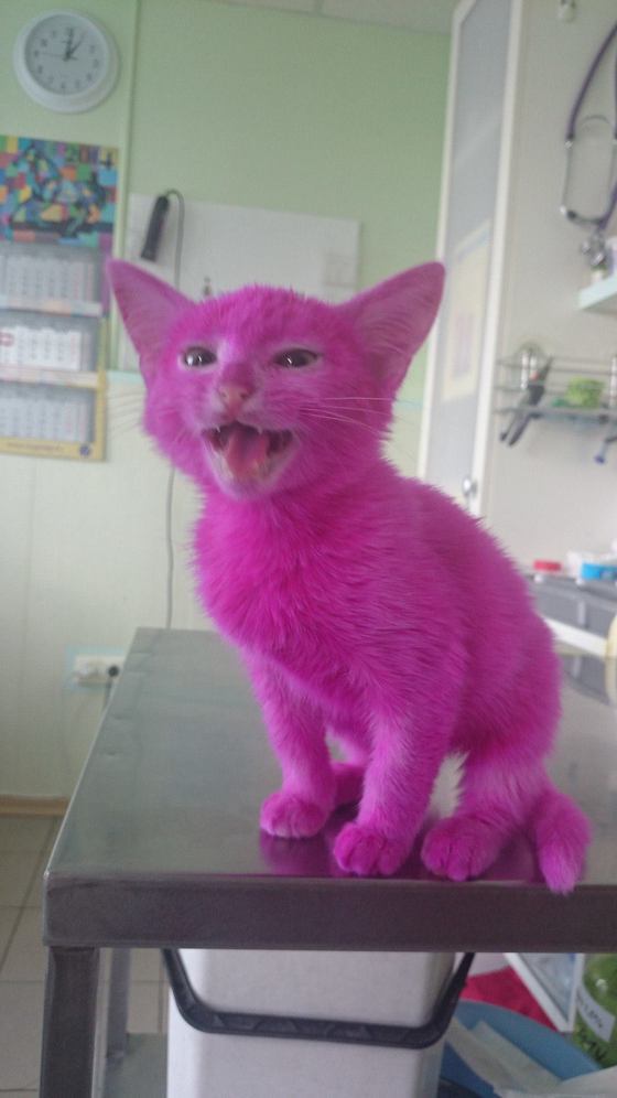 핑크 고양이 . jpg | 인스티즈