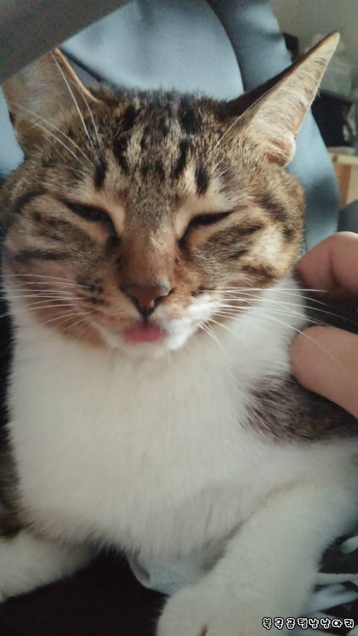 고양이를 싫어하던 떄가 있었다.(사진많음주의) | 인스티즈