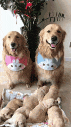 골든 리트리버 가족들 | 인스티즈