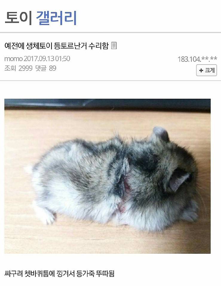 수의사도 포기한 걸 해넸다 | 인스티즈