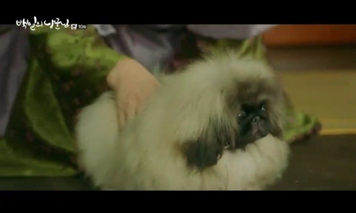 어제 실검 1위 찍은 백일의 낭군님 강아지...jpgif | 인스티즈