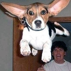 견종 이야기 - 비글 | 인스티즈