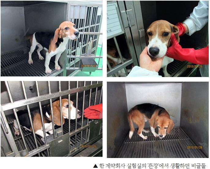 견종 이야기 - 비글 | 인스티즈