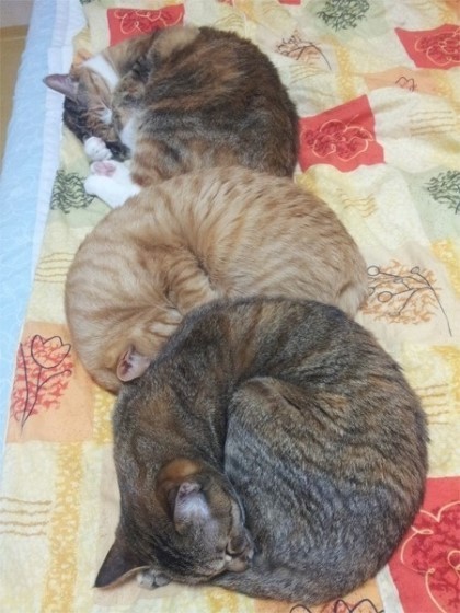 냥모나이트 | 인스티즈