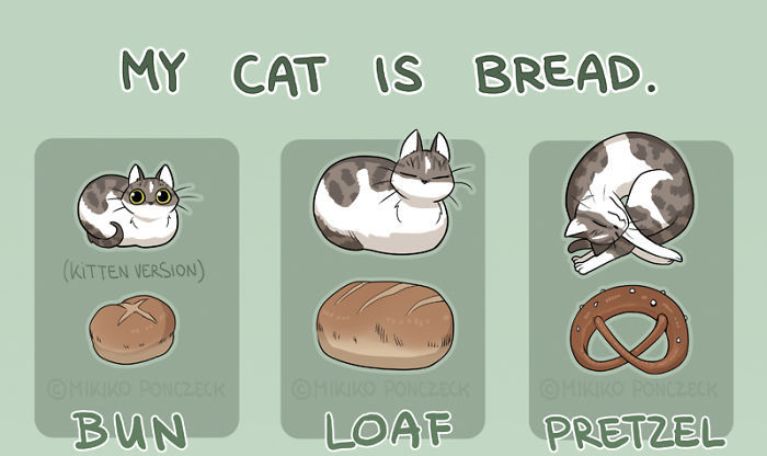 고양이들의 빵 자세 | 인스티즈