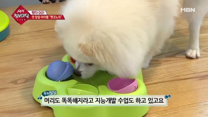 겁나 체계적인 강아지 유치원.jpg | 인스티즈