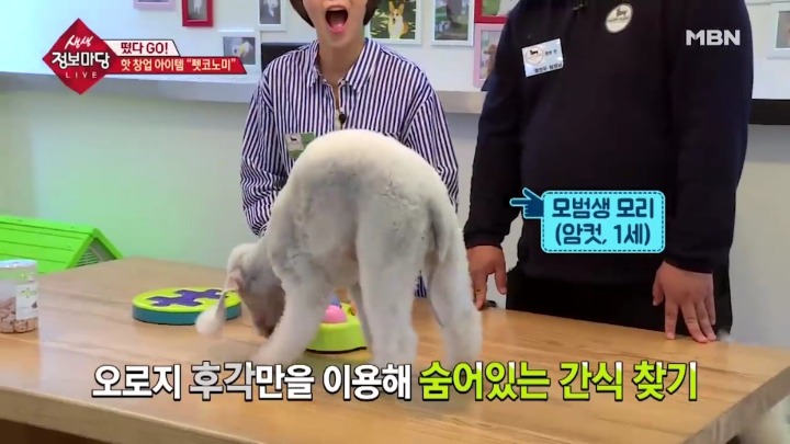 겁나 체계적인 강아지 유치원.jpg | 인스티즈