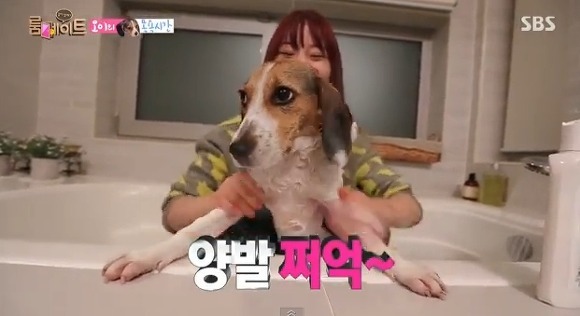 견종 이야기 - 비글 | 인스티즈