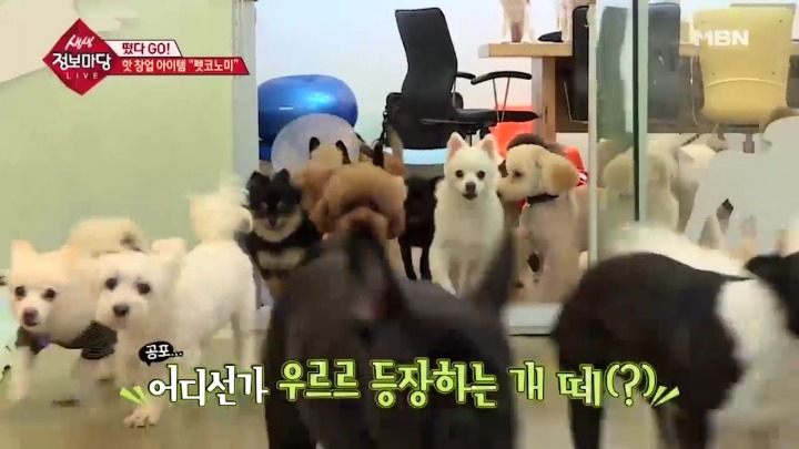 겁나 체계적인 강아지 유치원.jpg | 인스티즈