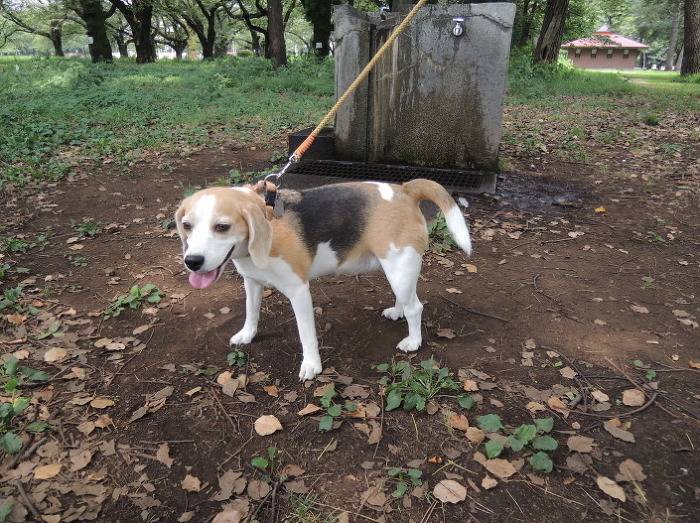 견종 이야기 - 비글 | 인스티즈