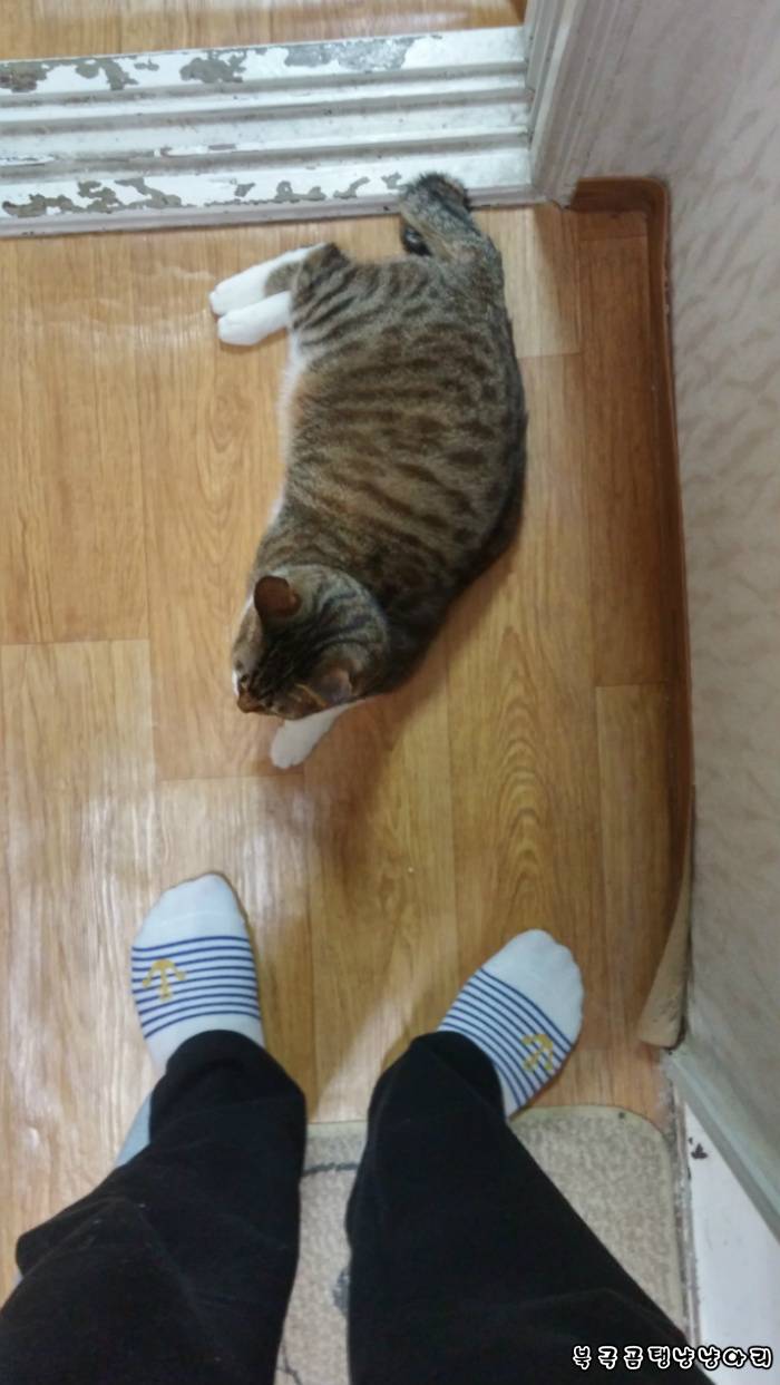고양이를 싫어하던 떄가 있었다.(사진많음주의) | 인스티즈