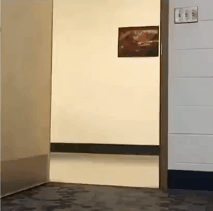 급제동 못하는 멍멍이 | 인스티즈