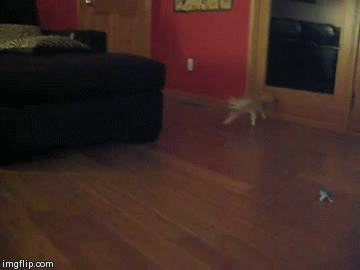 깨방정 떠는 사막여우 | 인스티즈