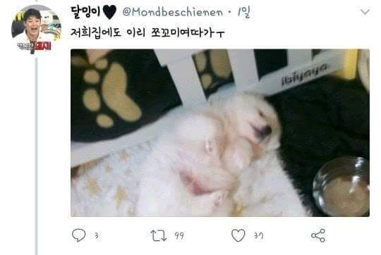 강아지 벌크업 레전드.JPG | 인스티즈