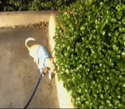 한국 최고의 화가가 개랑 몸이 바뀌는 만화 | 인스티즈