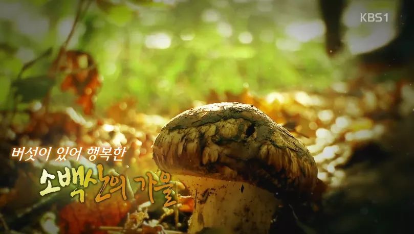 한국인의 밥상 - 소백산의 가을 | 인스티즈