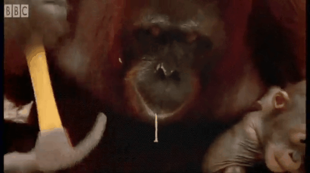 1학년 데리고 팀플과제하는 4학년을 지켜보는 교수 | 인스티즈