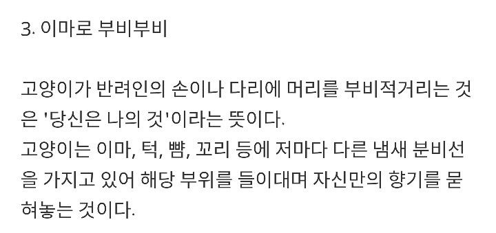 반려묘가 당신을 사랑하고 있다는 9가지 신호 | 인스티즈